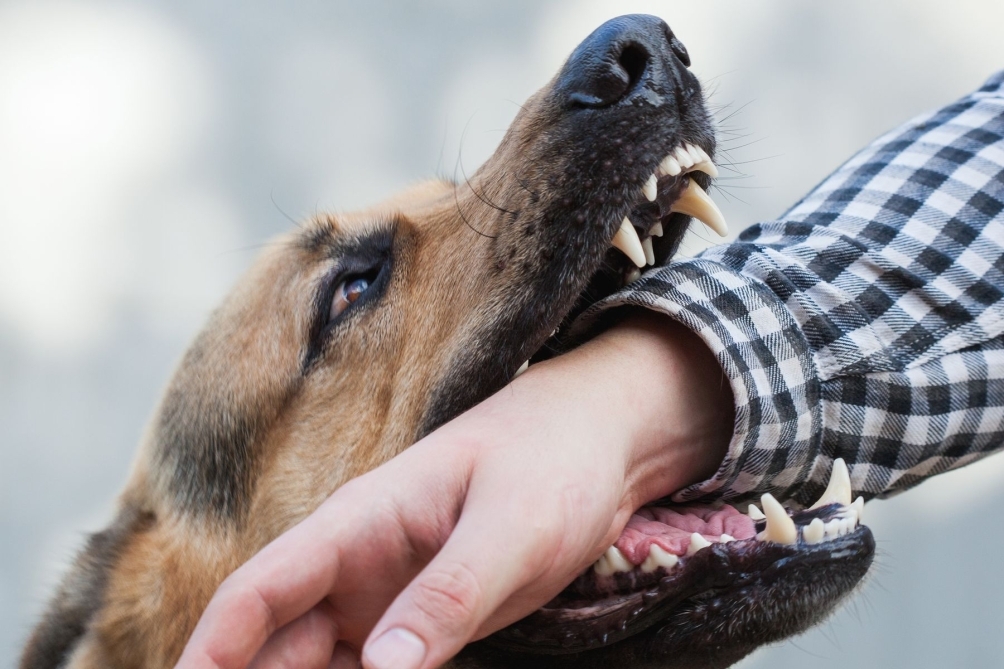 Dog Bite